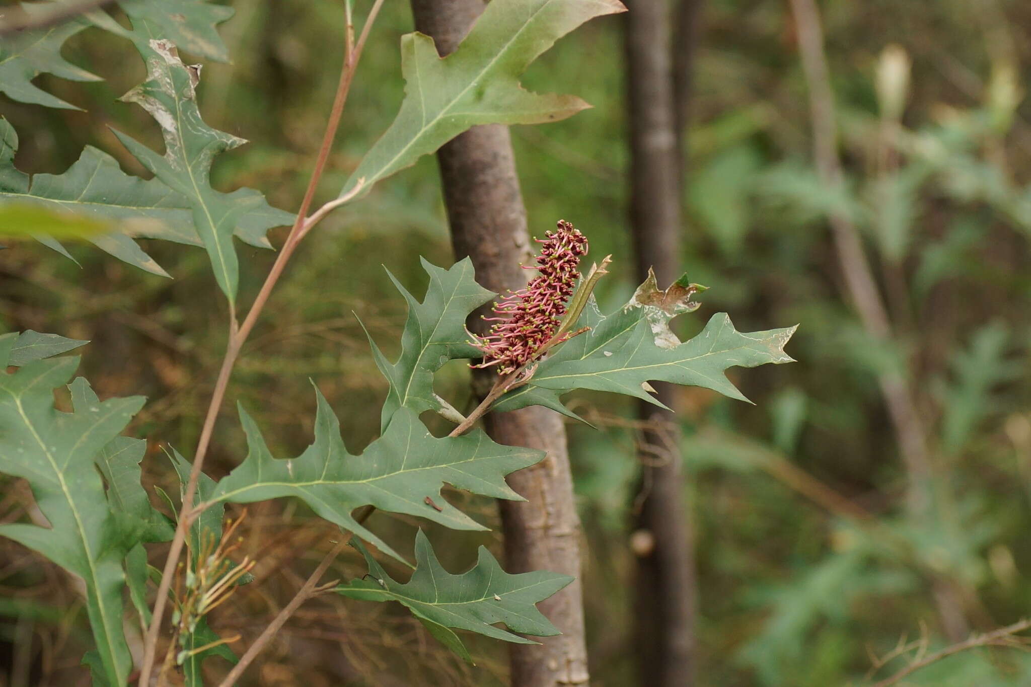 Image of Grevillea barklyana F. Müll. ex Benth.