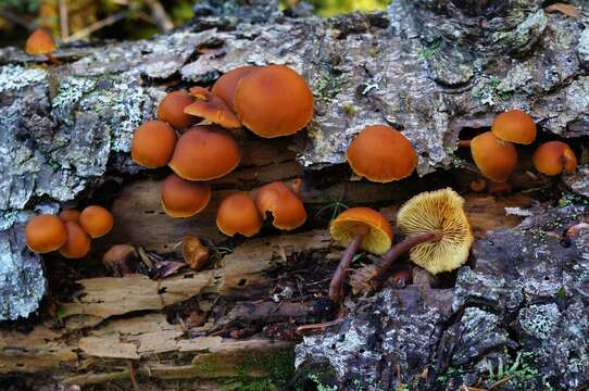 Gymnopilus picreus (Pers.) P. Karst. 1879 resmi