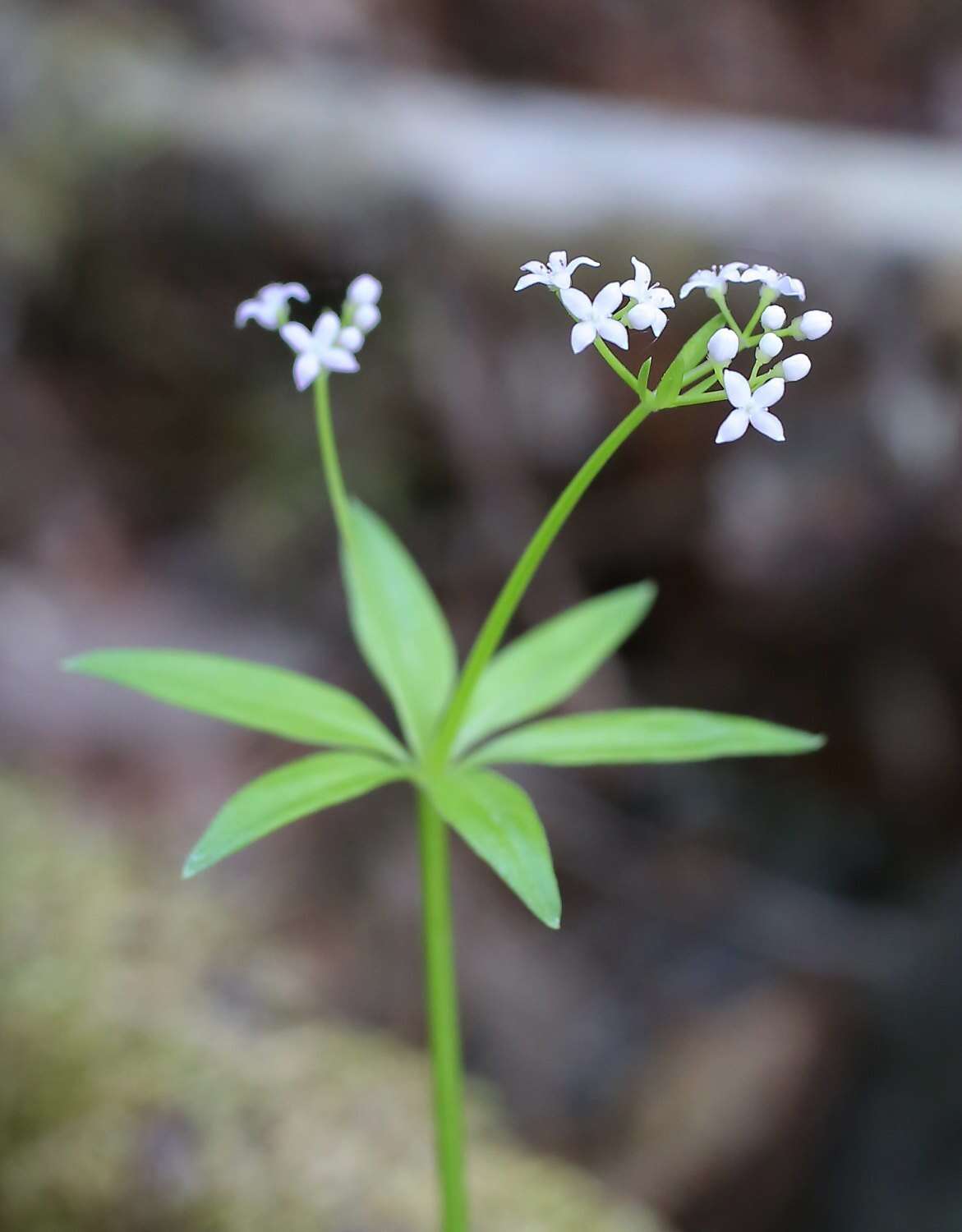 Galium japonicum Makino resmi