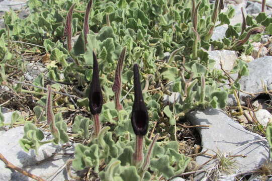 Image de Aristolochia wrightii Seem.