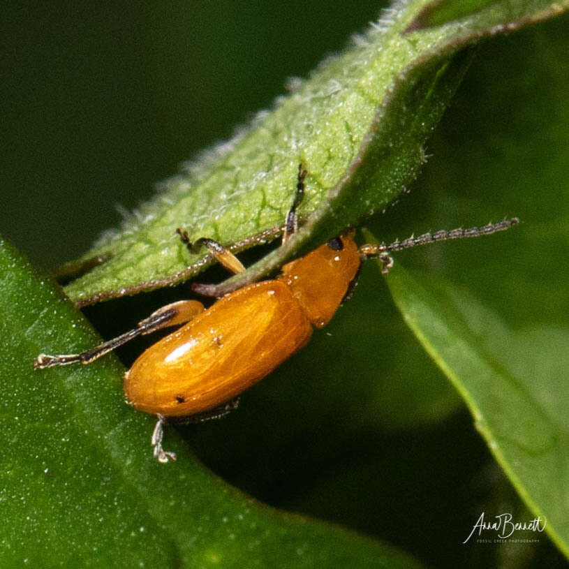 Image de Parchicola tibialis (Olivier 1808)