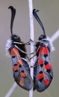 Image of Zygaena rhadamanthus Esper 1793