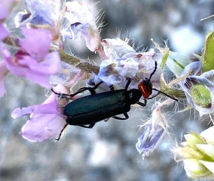 Image of Red-eared Blister Beetle