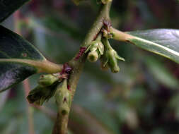 Слика од <i>Glochidion rubrum</i>