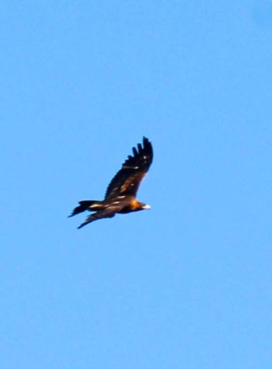 Image of Wedge-tailed Eagle