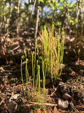 Image of little curlygrass fern