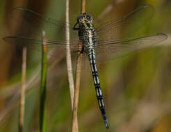 Image of Long Skimmer