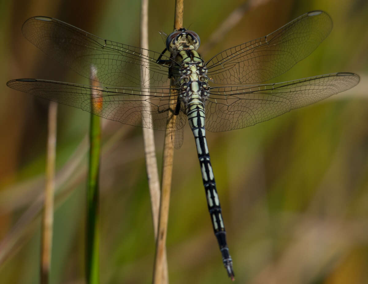 Image of Long Skimmer