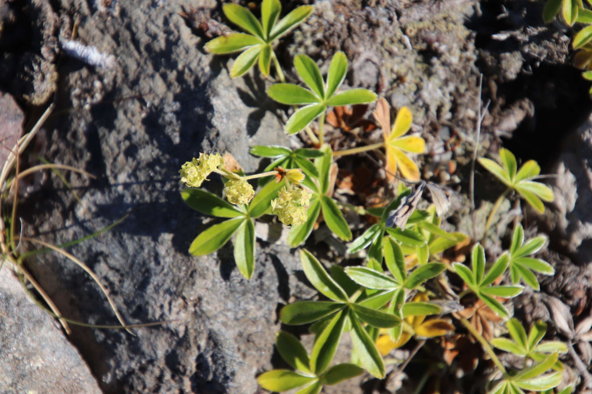 Image of Alpine Lady's-mantle