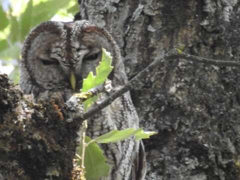 Image of Maghreb Owl