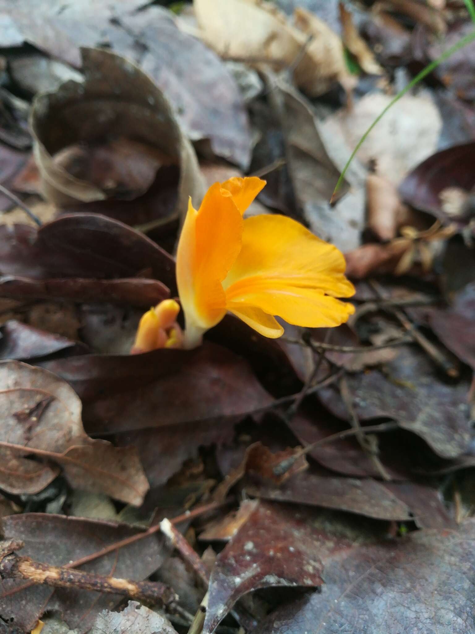 Image de Curcuma xanthella