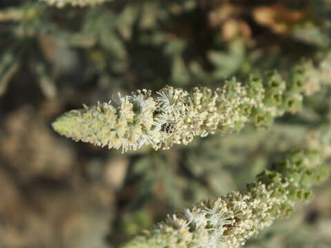 Image of Reseda aucheri Boiss.