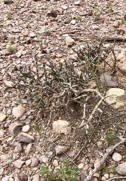 Image de Cylindropuntia kleiniae (DC.) F. M. Knuth