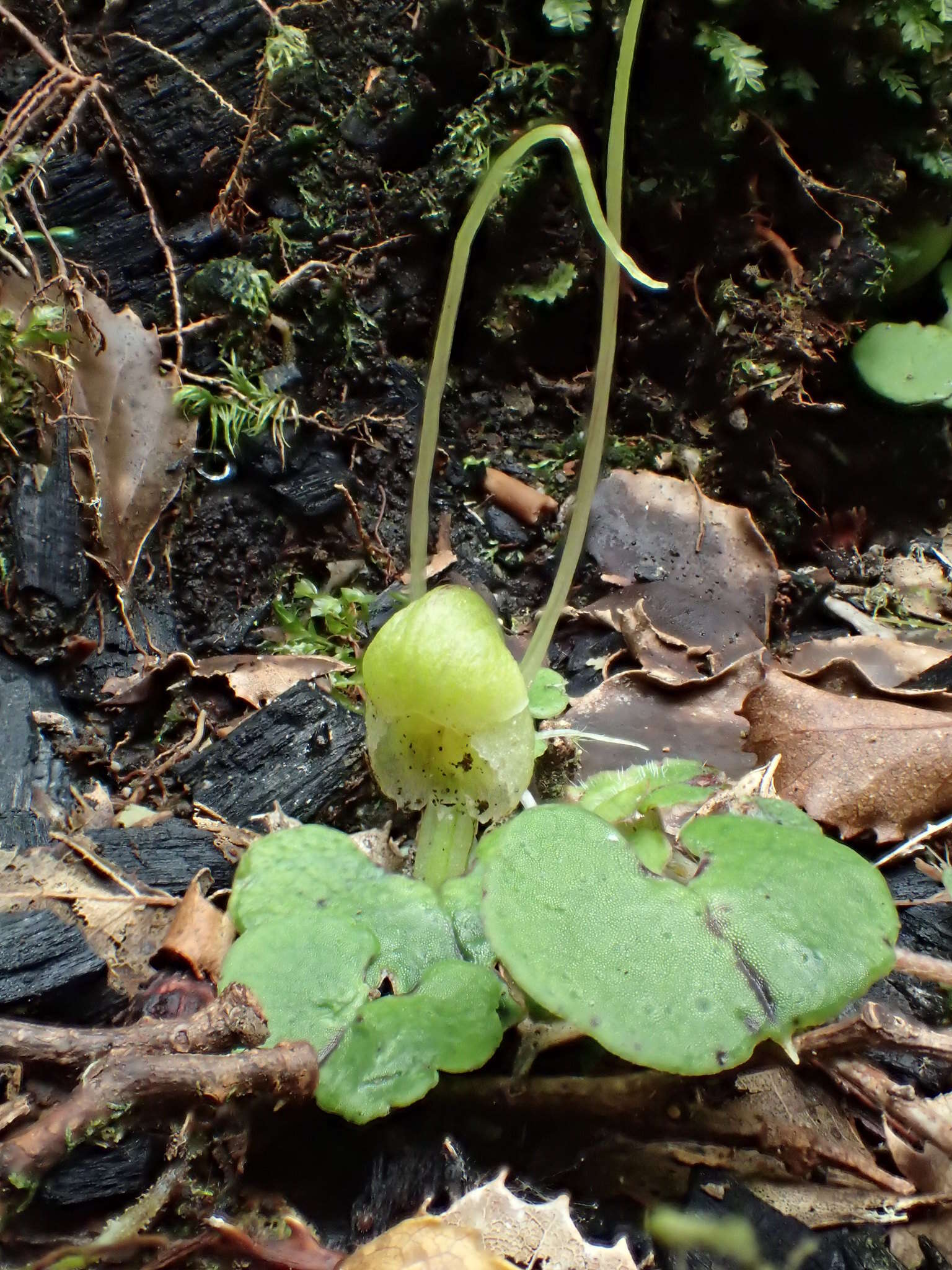 Image of Zeller's spider orchid