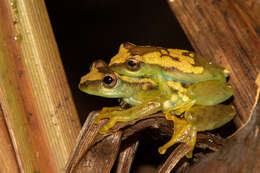 Image of Spiny-throated Reed Frog