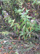 Image of smooth blue aster