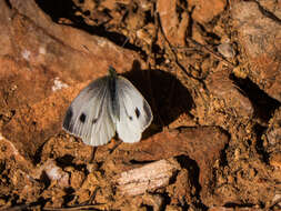 Image of Southern Small White