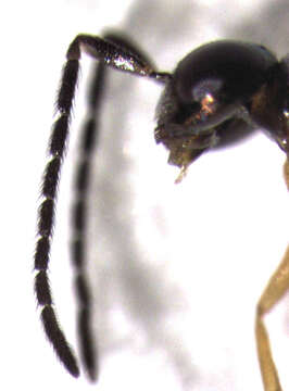 Image of Odiaglyptus