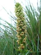 Image of Satyrium microrrhynchum Schltr.