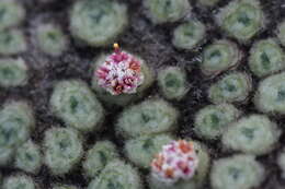 Image of Psychrophyton rubrum (J. Buch.) Beauv.