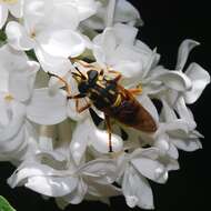 Sivun Sphecomyia brevicornis Osten Sacken 1877 kuva