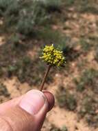 Image of plains springparsley