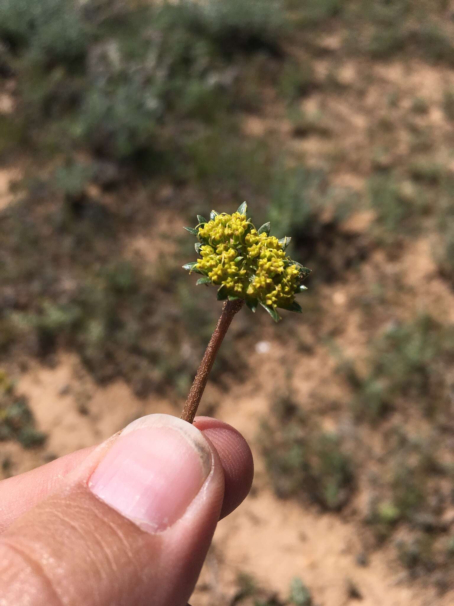 Cymopterus glomeratus DC.的圖片