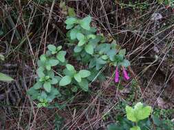 Plancia ëd Clinopodium multiflorum (Ruiz & Pav.) Kuntze