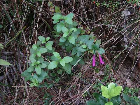 Imagem de Clinopodium multiflorum (Ruiz & Pav.) Kuntze