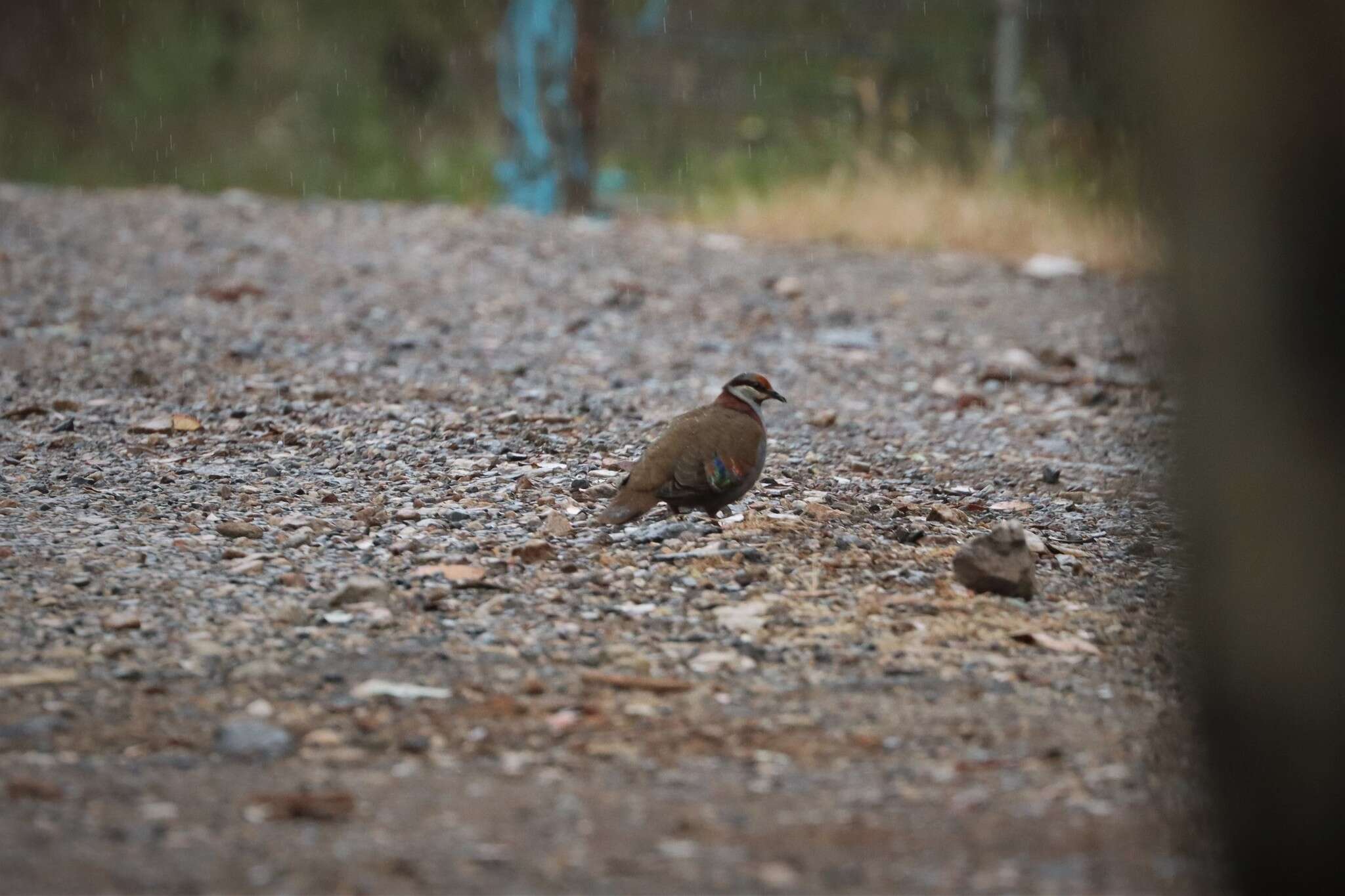 Image of Brush Bronzewing