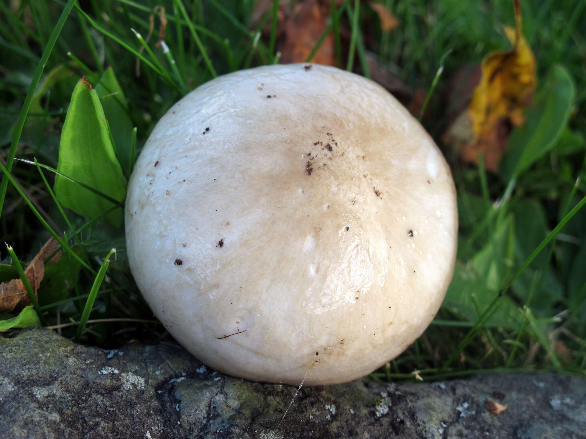 Слика од Hygrophorus glutinosus Peck 1902