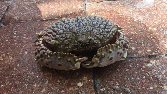 Image of flame box crab