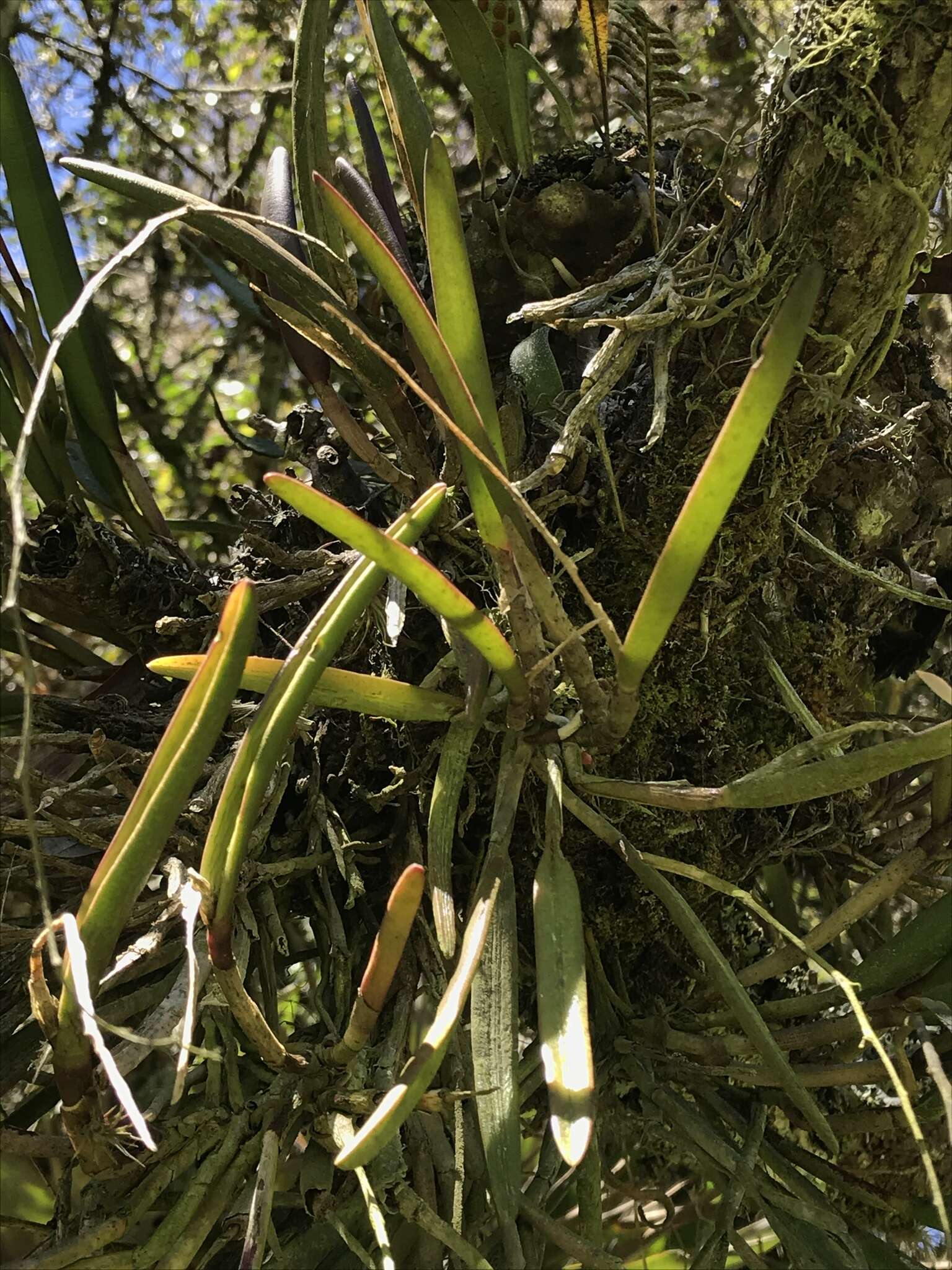 Image of Epidendrum moritzii Rchb. fil.