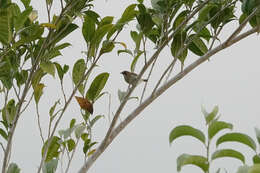 Image of Biak White-eye