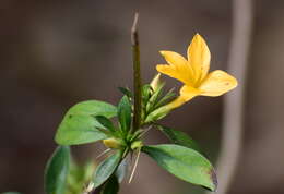 Image of porcupine flower