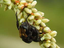 Image of Strigoderma mexicana Blanchard 1851