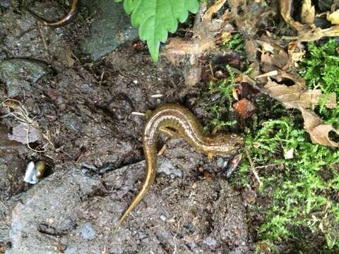 Image of Santeetlah Dusky Salamander