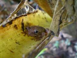 Image of Dendropsophus bogerti (Cochran & Goin 1970)