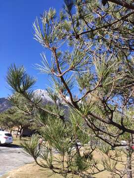 Image of Yunnan Pine