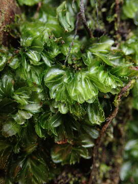 Image of Hymenophyllum minimum A. Rich.