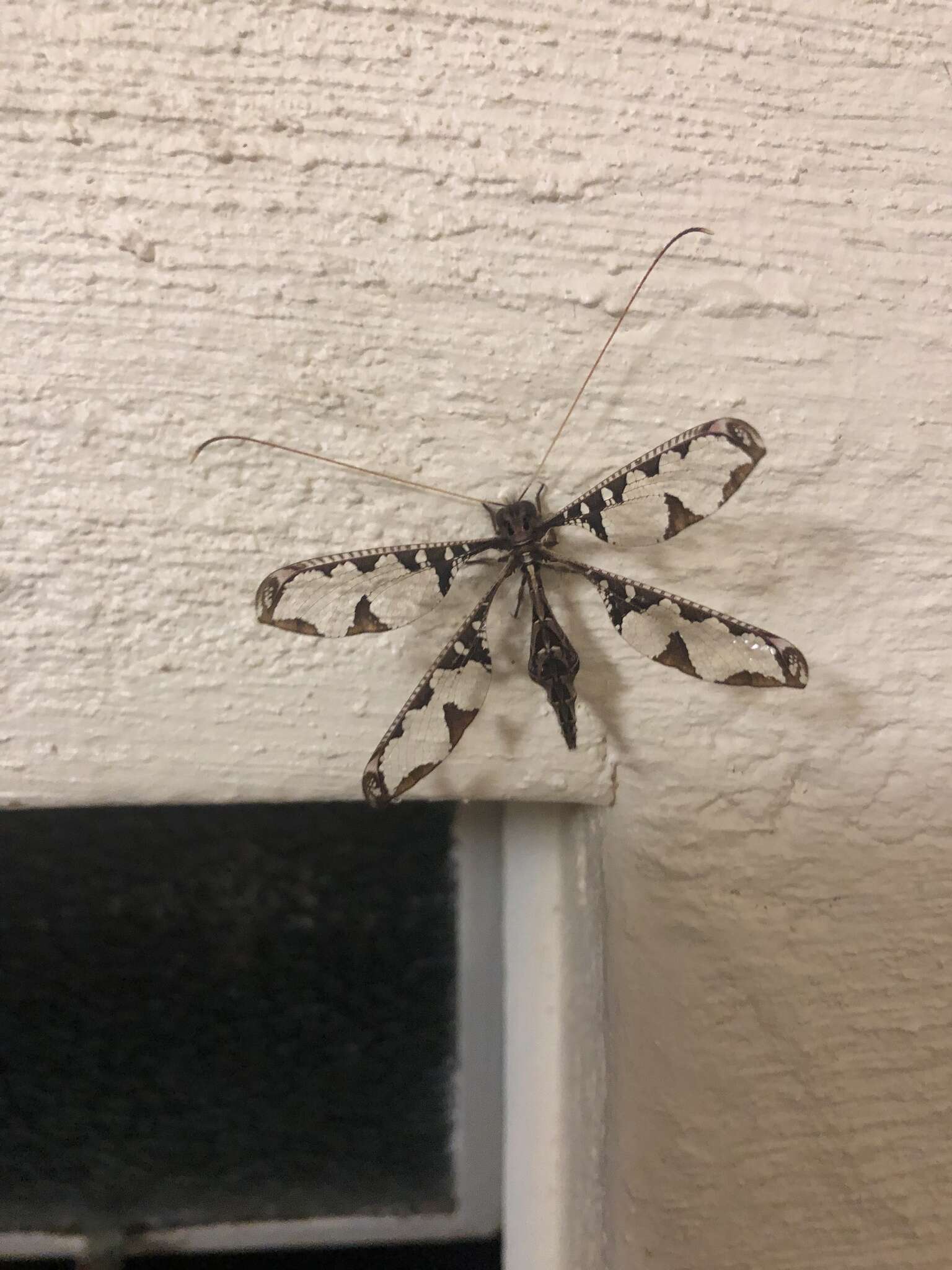 Image of Blotched Long-horned Owlfly