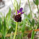 Image of Ophrys argolica subsp. biscutella (O. Danesch & E. Danesch) Kreutz