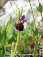 Image of Ophrys argolica subsp. biscutella (O. Danesch & E. Danesch) Kreutz