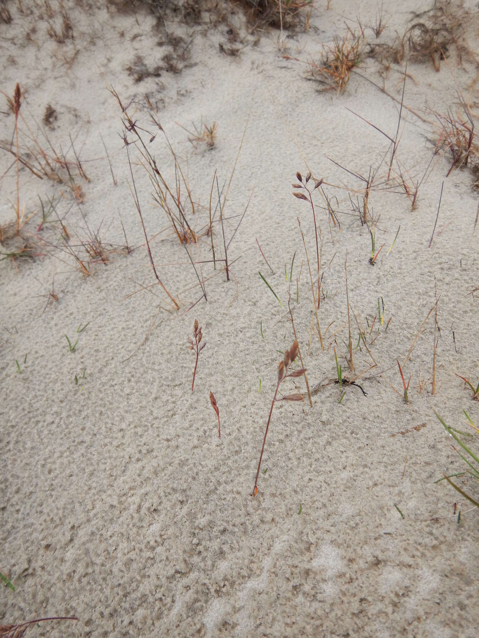 Image of Richardson's fescue