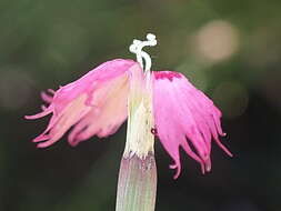 Image of Dianthus bolusii Burtt Davy