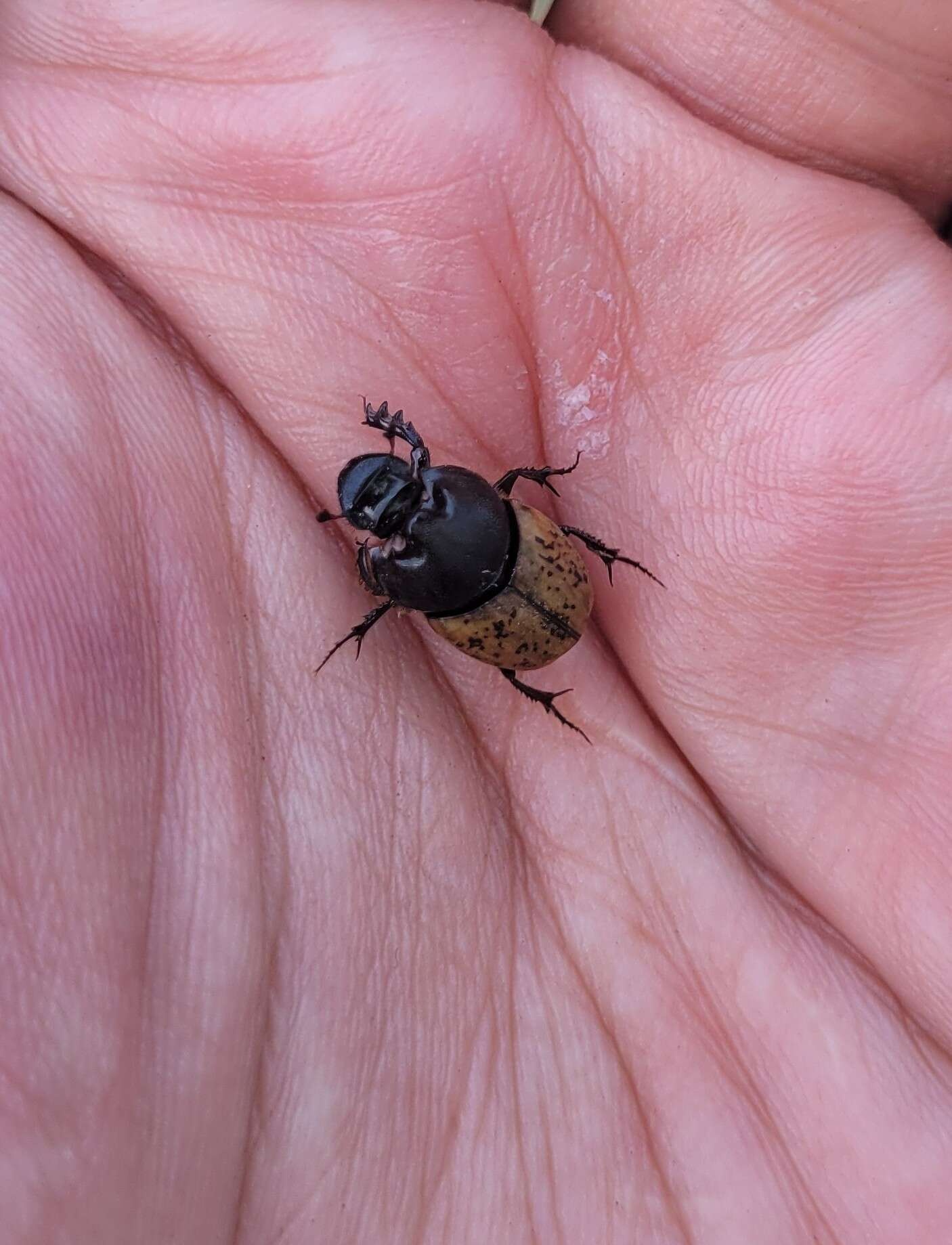 Image of Onthophagus (Palaeonthophagus) gibbulus (Pallas 1781)