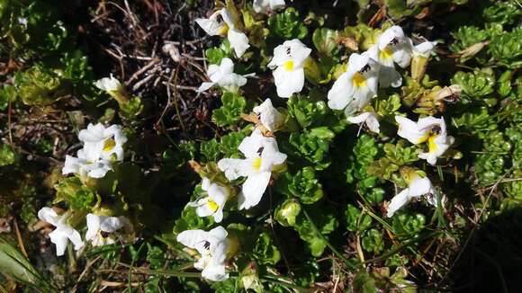 Image of Euphrasia petriei Ashwin