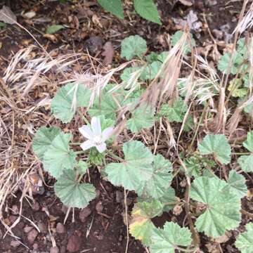 Image of common mallow