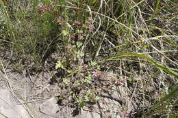 Image of Pelargonium capituliforme Knuth