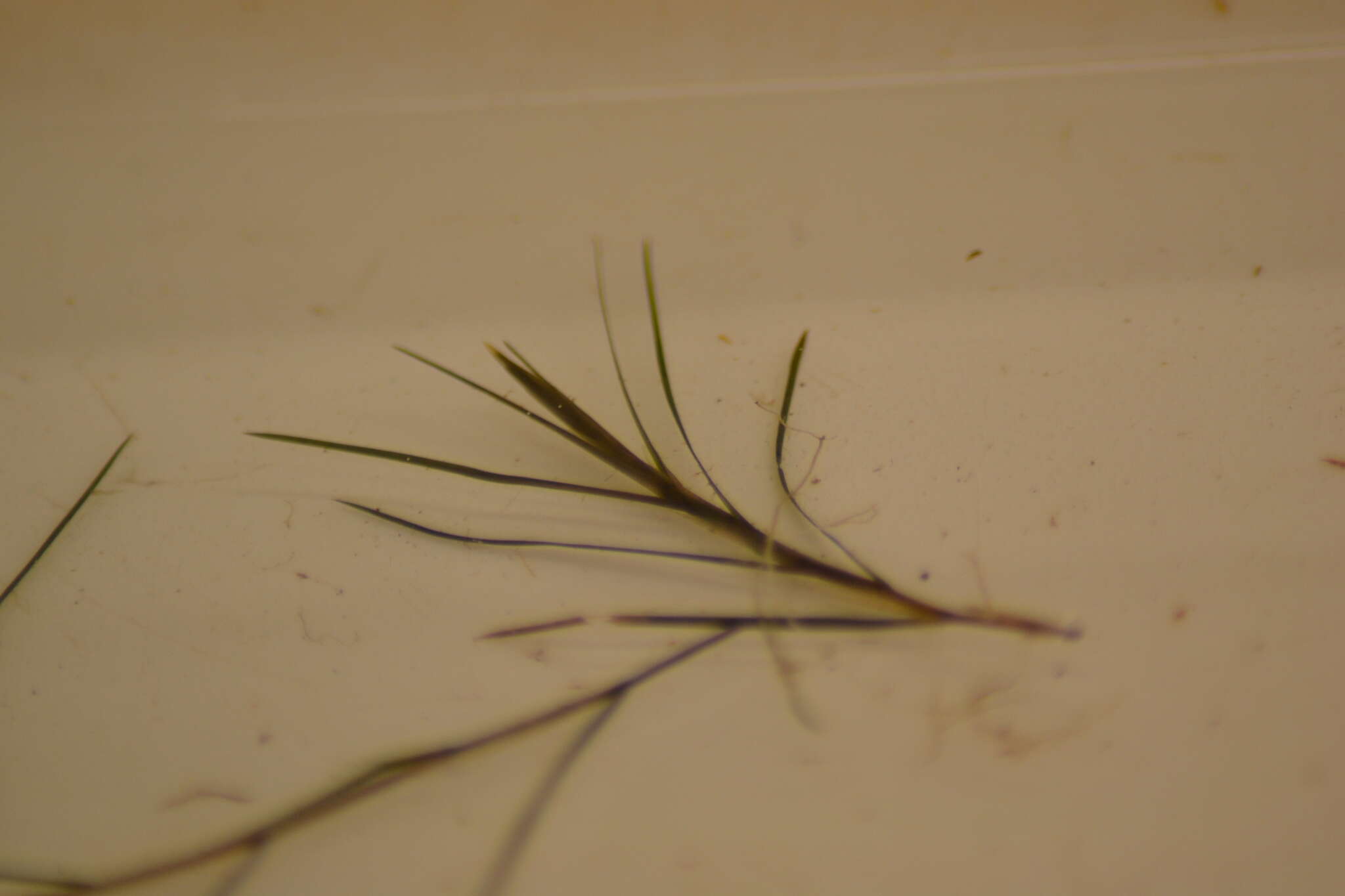 Image of narrow-leaved pondweed